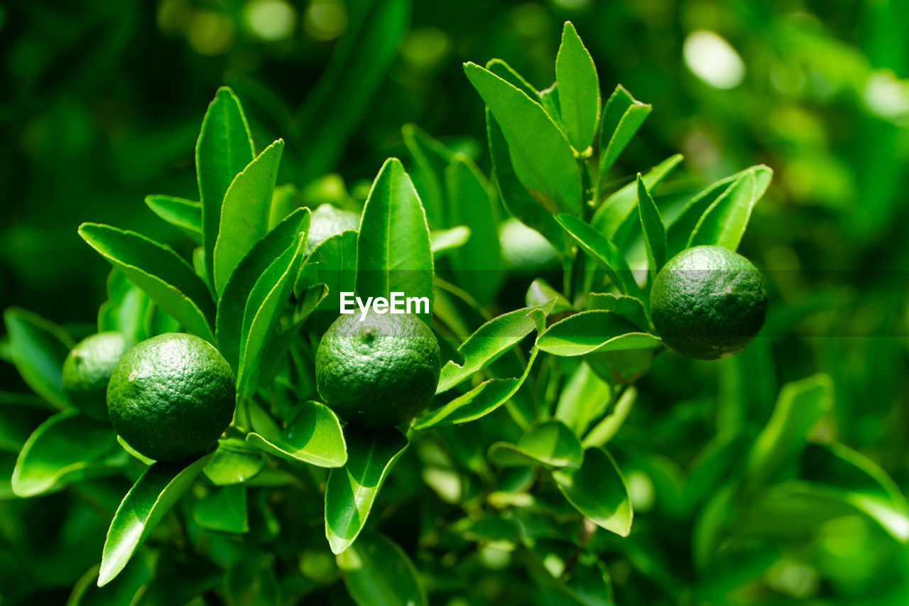 green, food, food and drink, fruit, healthy eating, plant, citrus, leaf, plant part, freshness, nature, lime, citrus fruit, tree, calamondin, macro photography, growth, evergreen, agriculture, produce, flower, shrub, branch, no people, close-up, wellbeing, lemon, outdoors, social issues, fruit tree, environment, beauty in nature, grass, environmental conservation, land, bitter orange, tangerine, summer, focus on foreground, lemon tree, organic, field