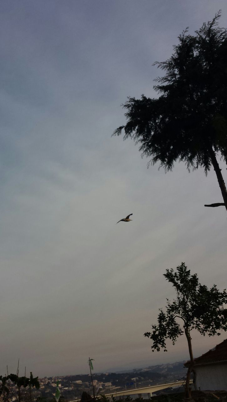 LOW ANGLE VIEW OF BIRDS FLYING OVER TREES