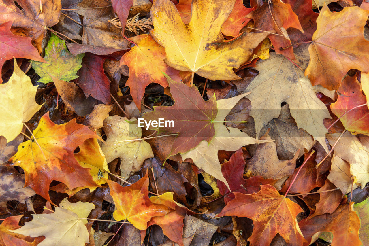 Close-up of autumn leaves