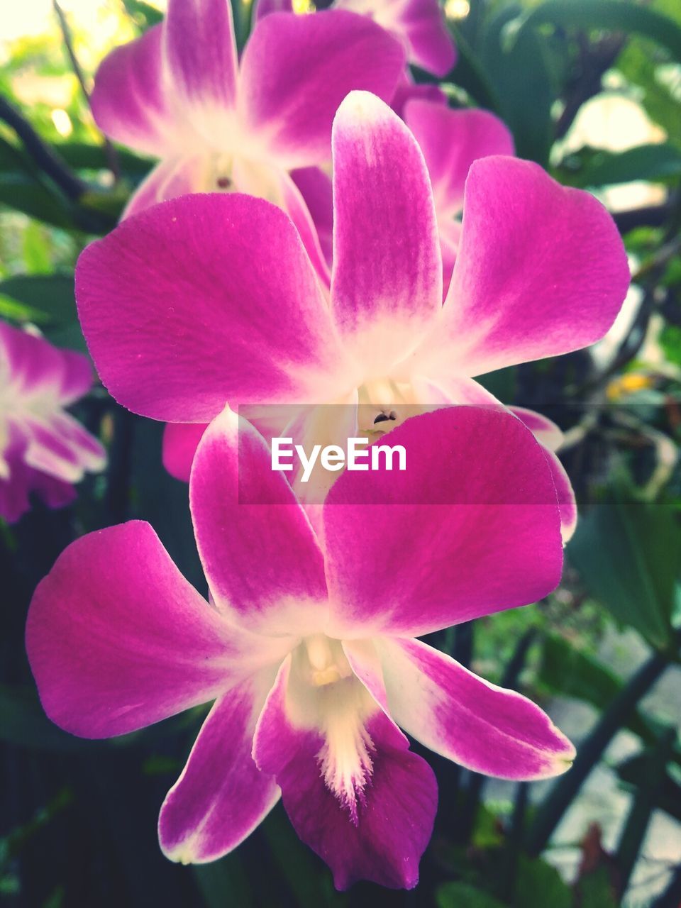 CLOSE-UP OF PINK ORCHID FLOWERS