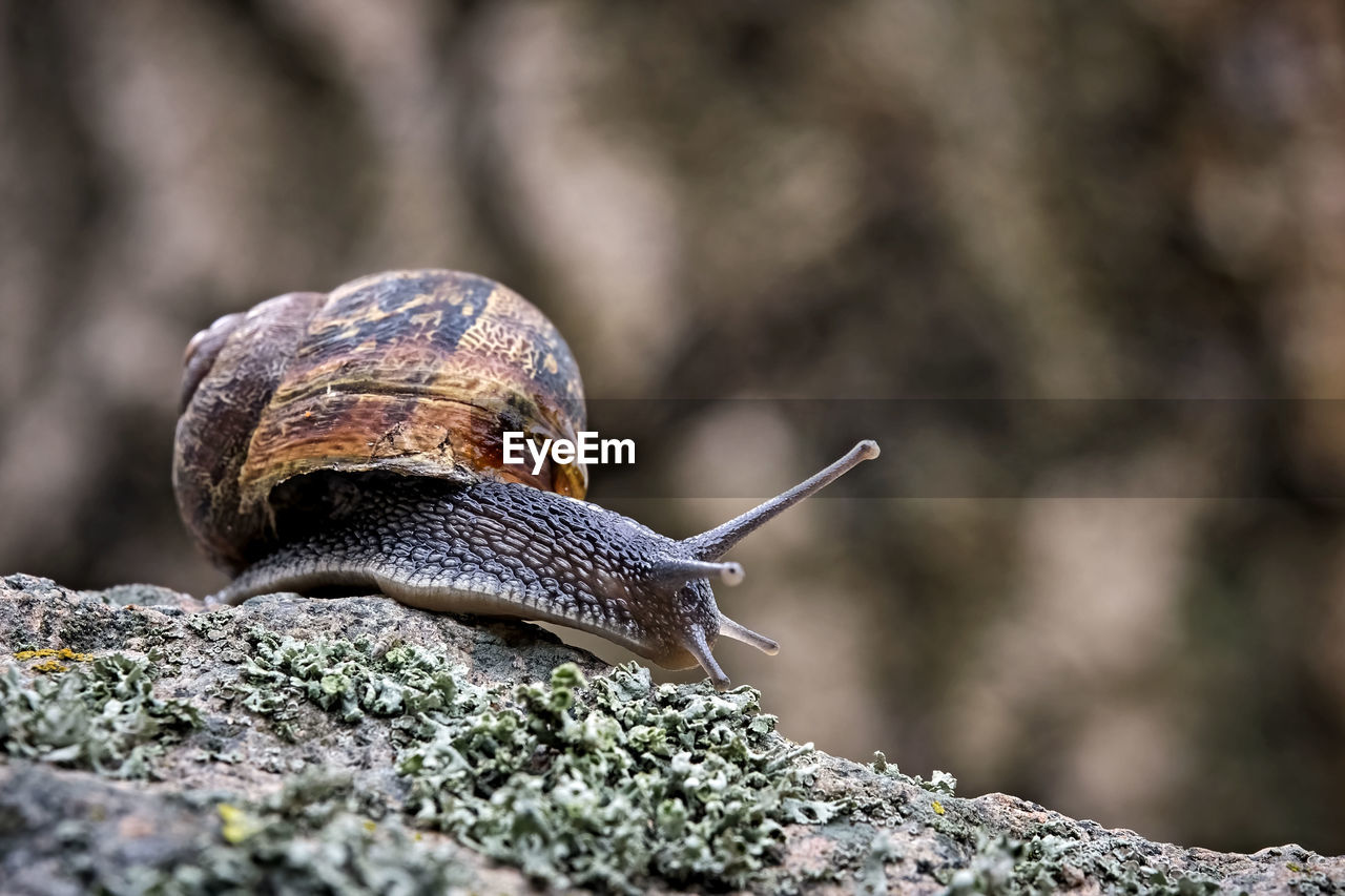 CLOSE-UP OF SNAIL ON ROCKS