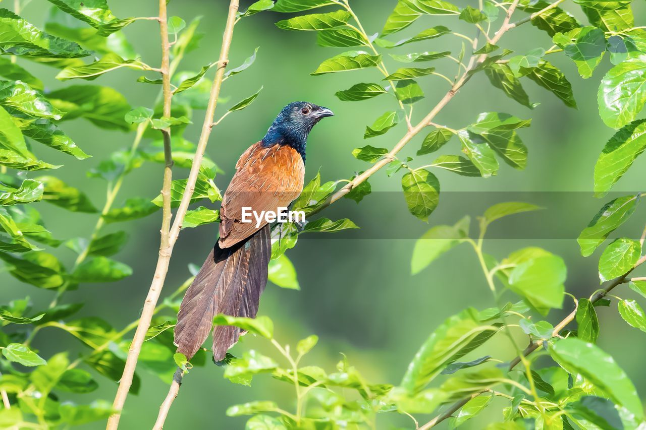 BIRD PERCHING ON A TREE