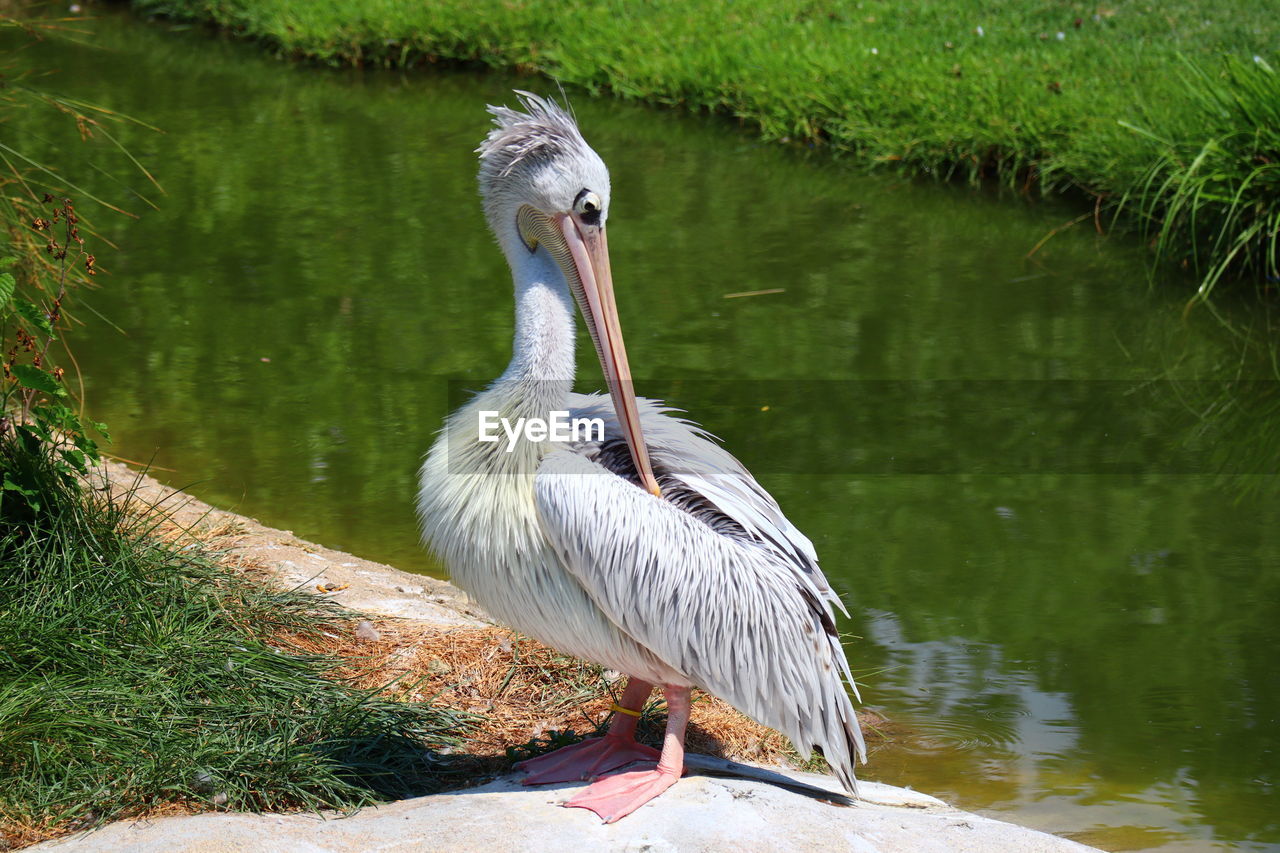 VIEW OF A DUCK