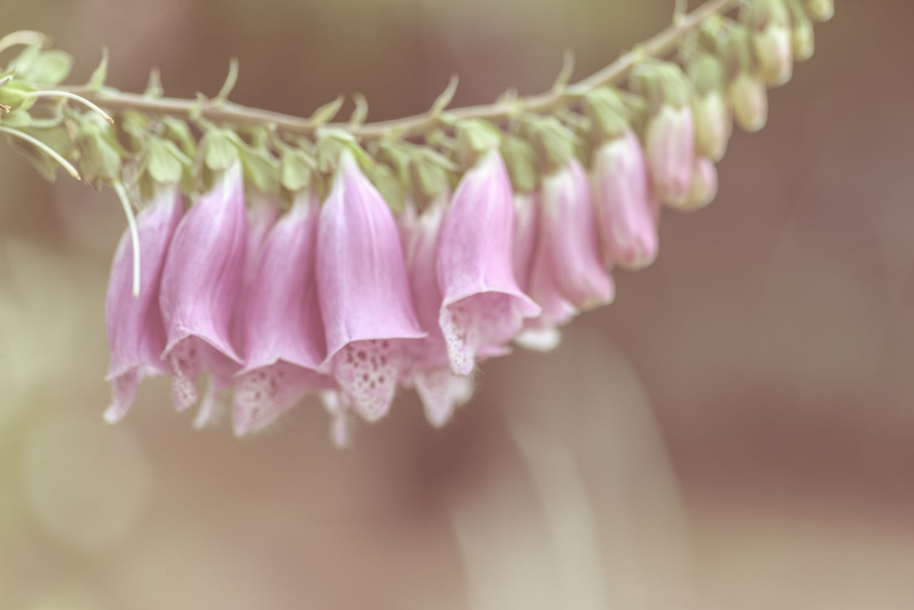 pink, flower, plant, close-up, macro photography, freshness, beauty in nature, flowering plant, petal, blossom, nature, no people, selective focus, plant stem, focus on foreground, fragility, green, growth, outdoors, flower head, inflorescence, macro