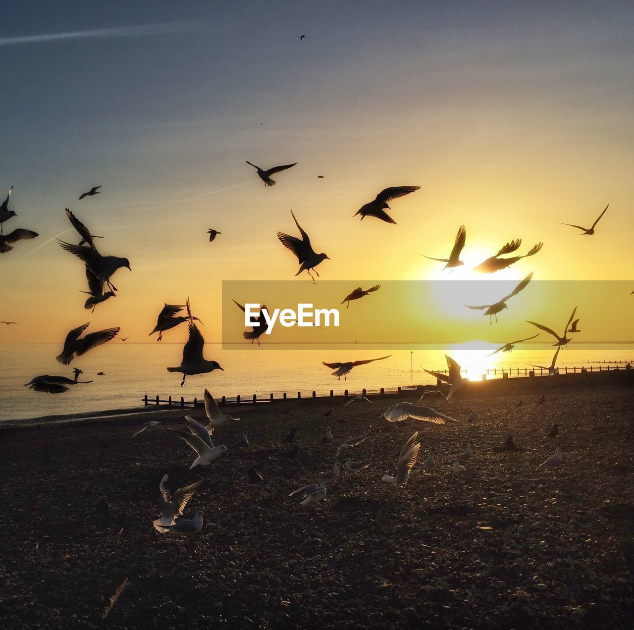 Seagulls flying against sky during sunset