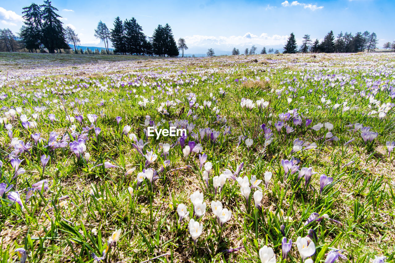 Purple flowering plants on field against sky