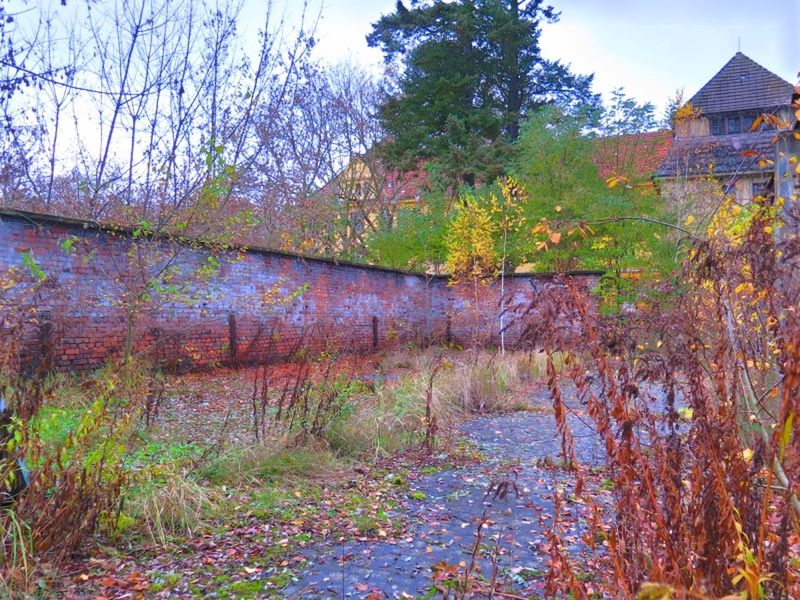 VIEW OF TREES IN PARK