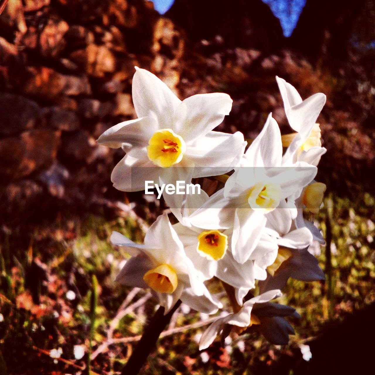 CLOSE-UP OF WHITE FLOWERS BLOOMING OUTDOORS