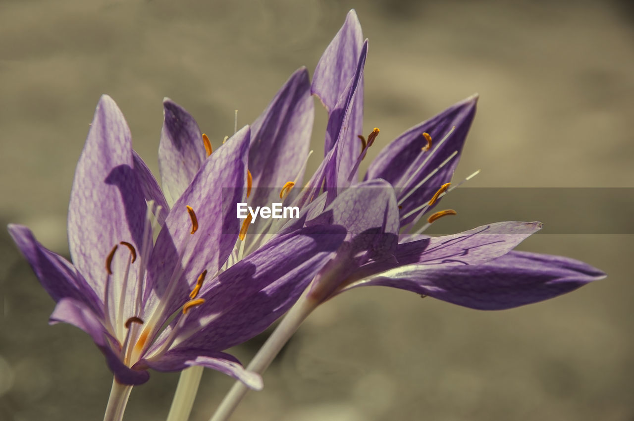 CLOSE-UP OF WATER DROPS ON PURPLE CROCUS