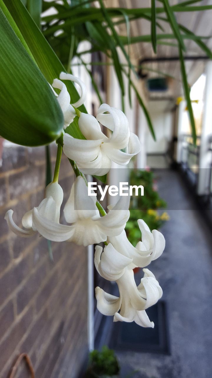 Close-up of white flowers