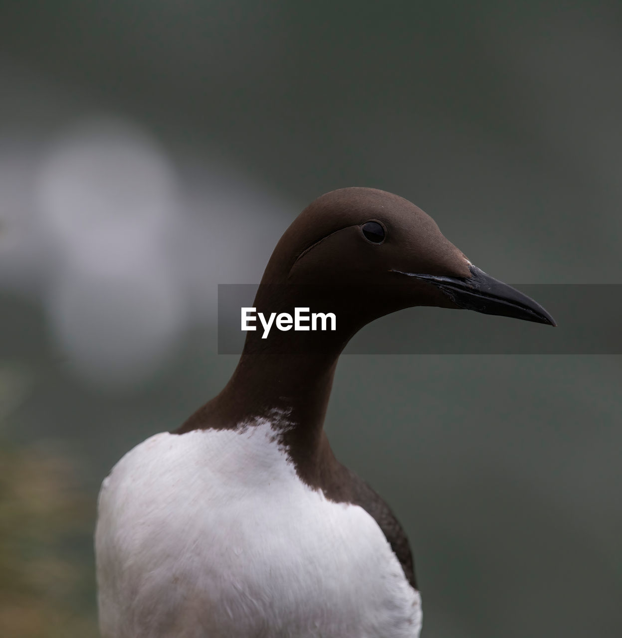 close-up of bird against blurred background