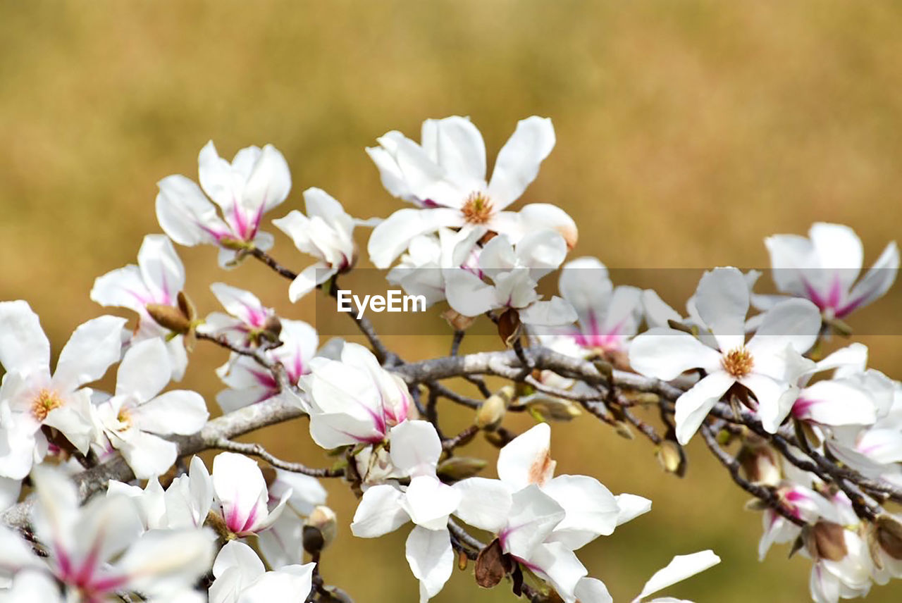 close-up of white flowers