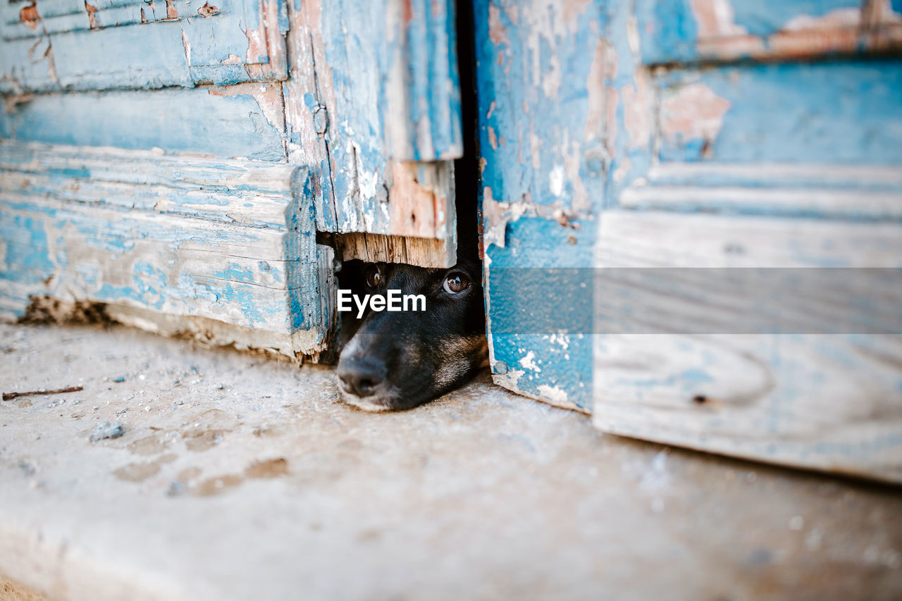 BLACK CAT LYING ON RUSTY DOOR