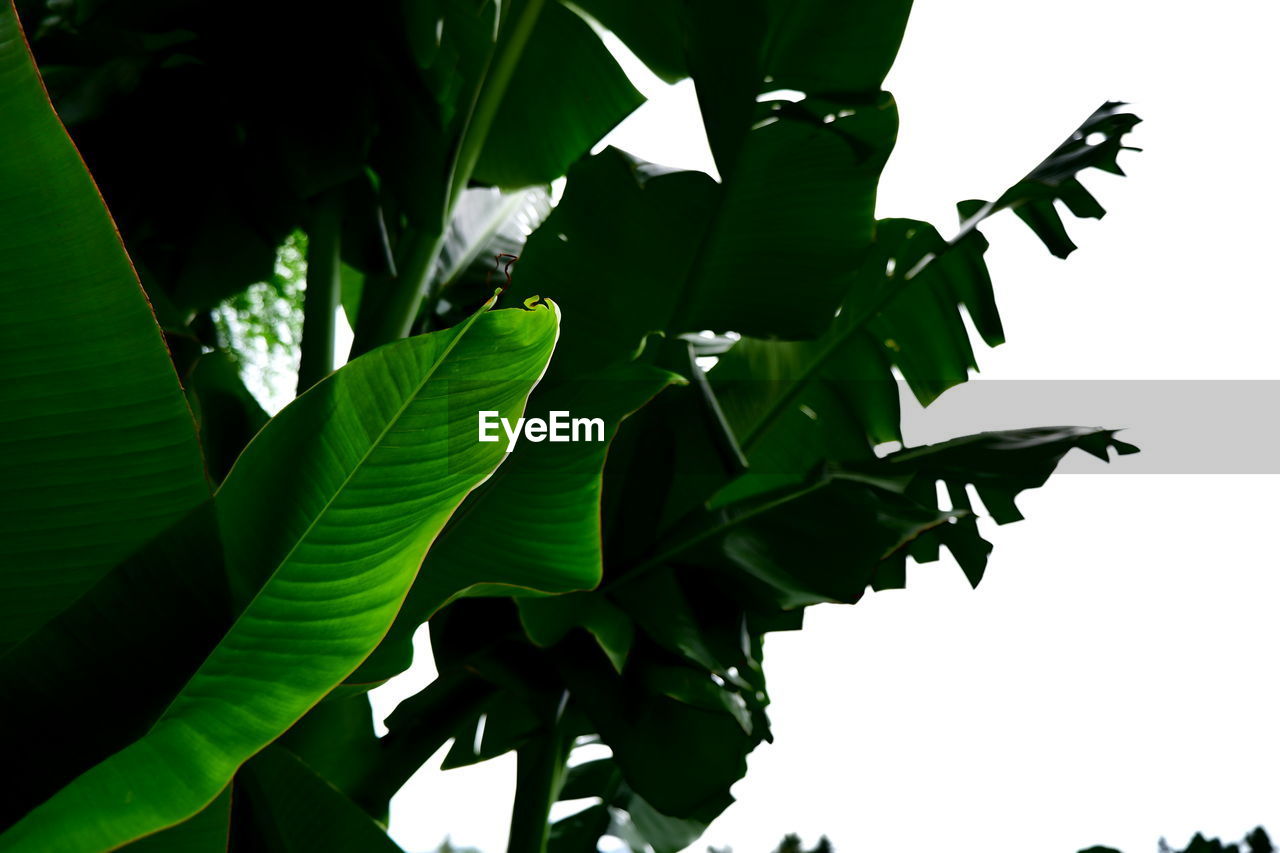 LOW ANGLE VIEW OF LEAVES ON PLANT AGAINST SKY