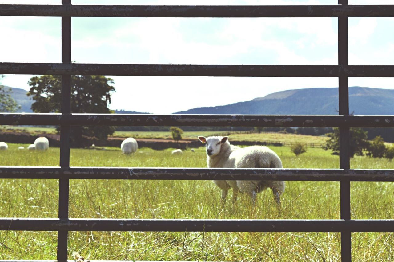 Sheep on grassy field seen through fence