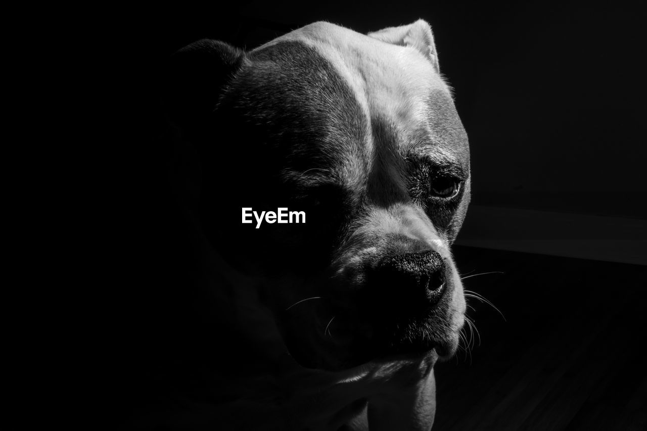 Close-up of dog in darkroom