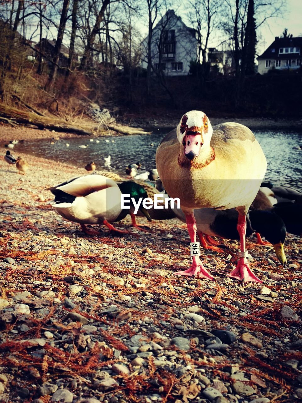 VIEW OF BIRDS IN PARK