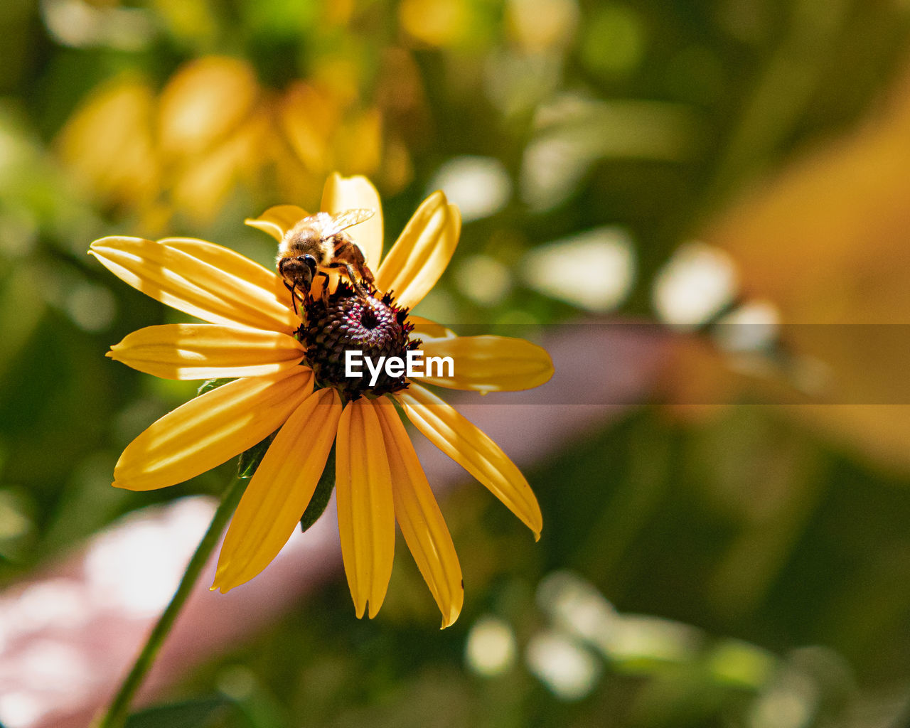 CLOSE-UP OF BUMBLEBEE ON YELLOW FLOWER