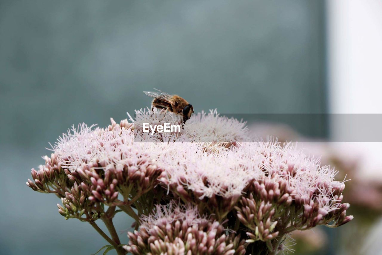 Close-up of bee pollinating on pink flower