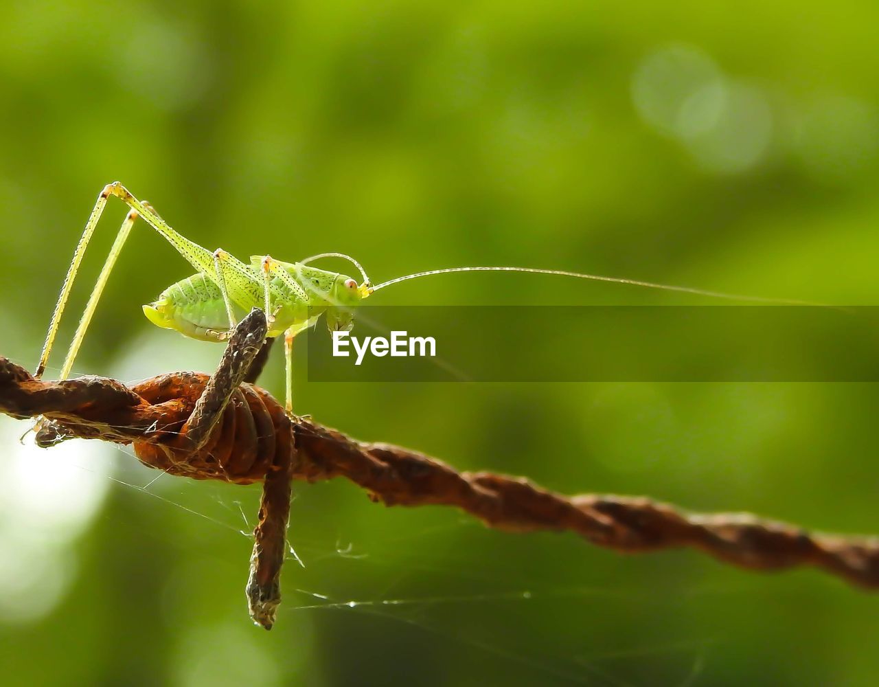 CLOSE-UP OF GRASSHOPPER