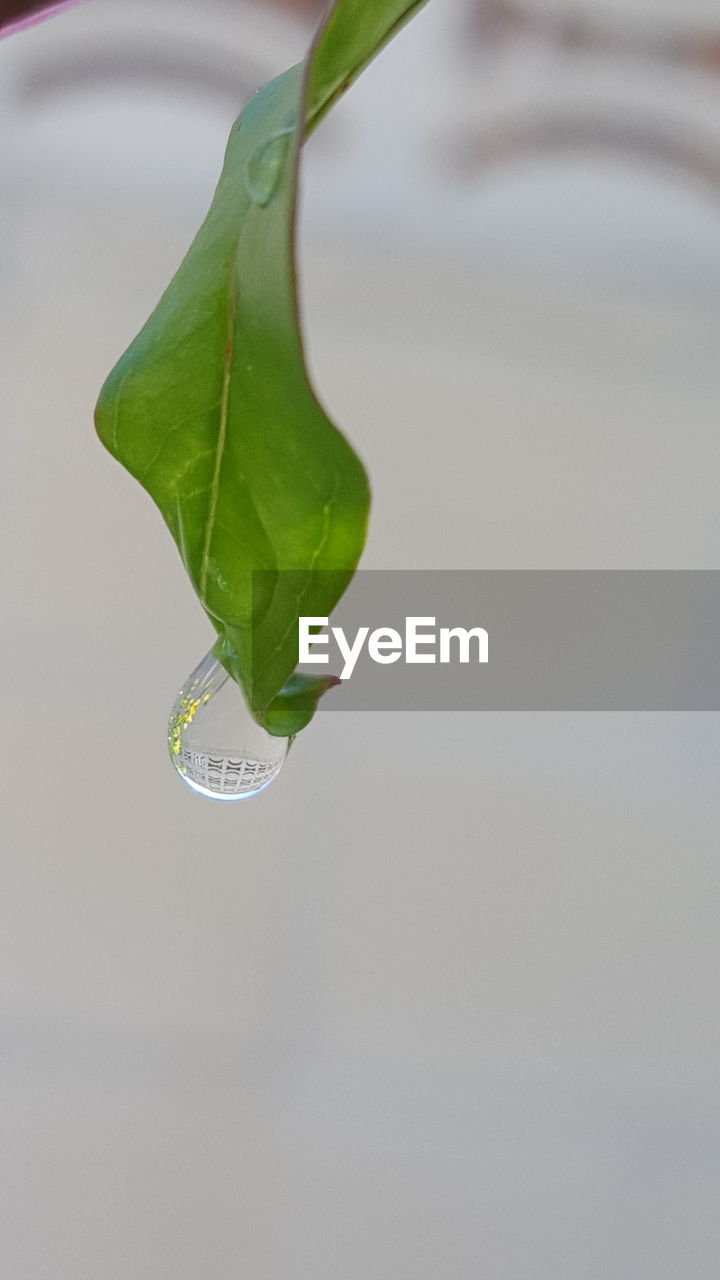 Water drop falling from leaf