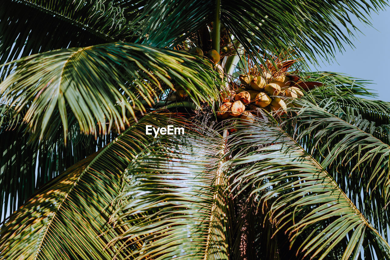 LOW ANGLE VIEW OF PALM TREES AGAINST SKY