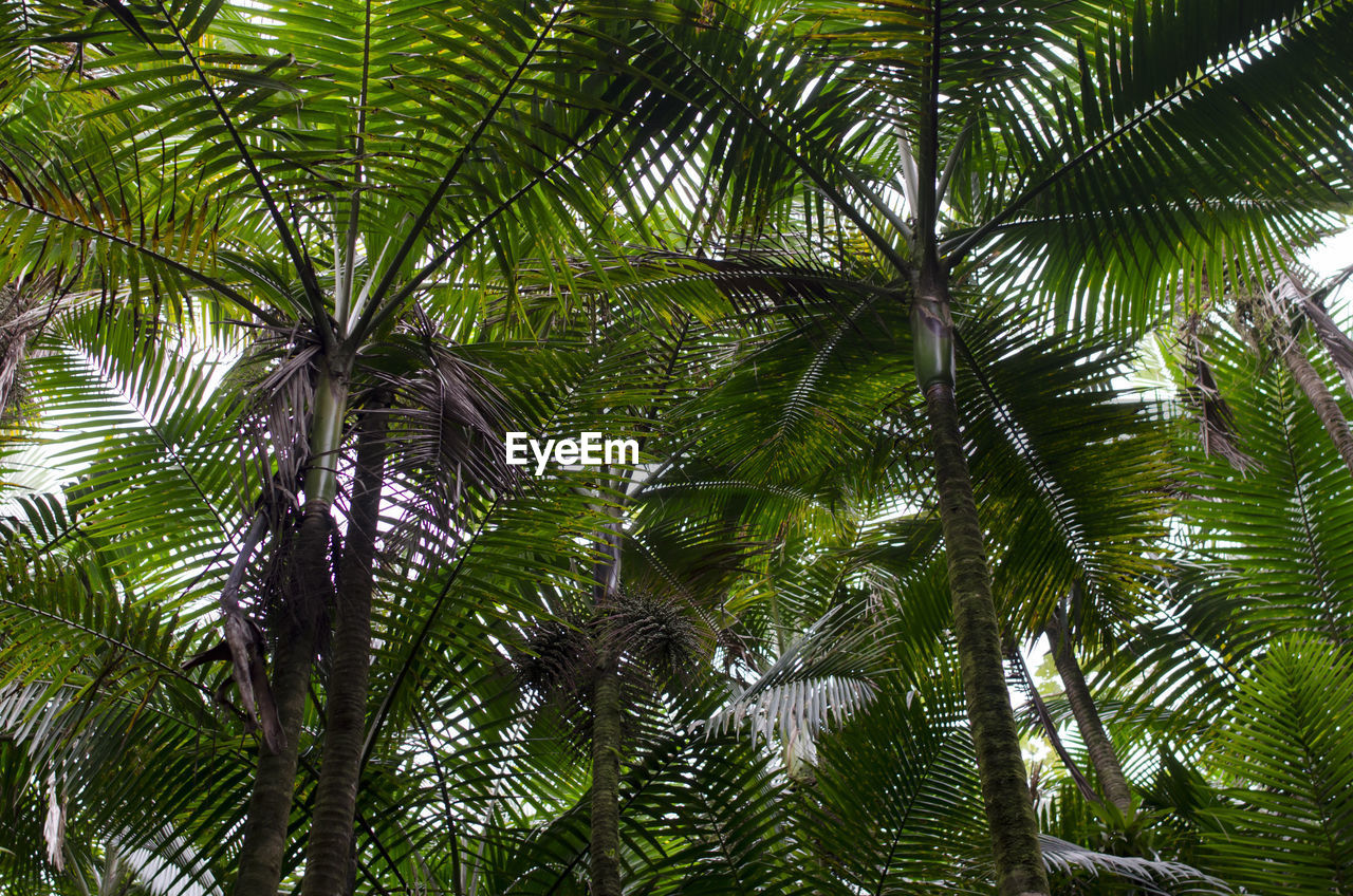 Low angle view of palm trees