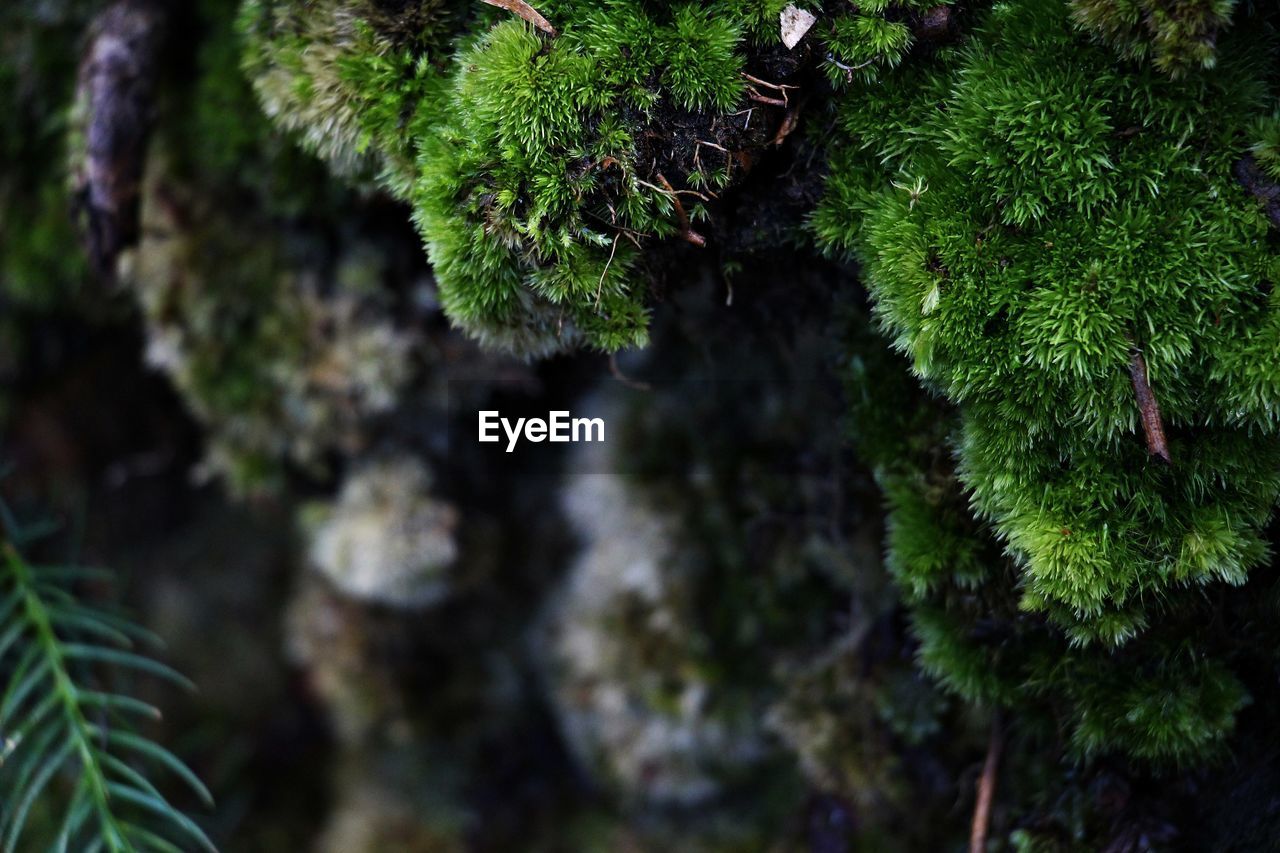 Close-up of moss growing on tree