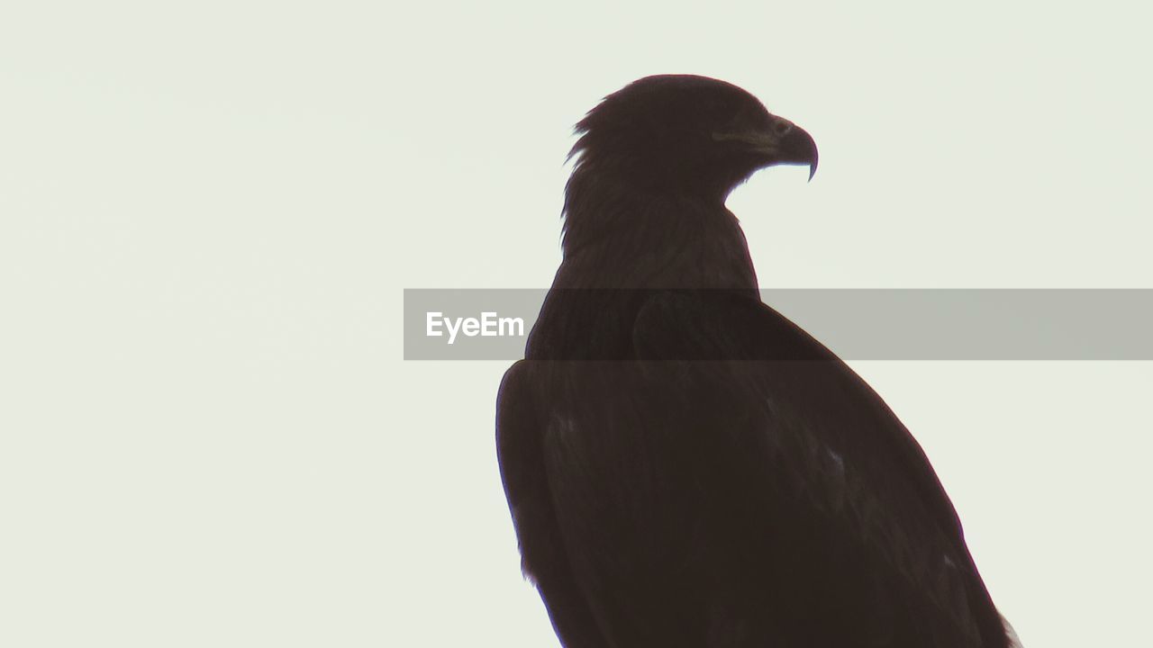 Eagle on white background