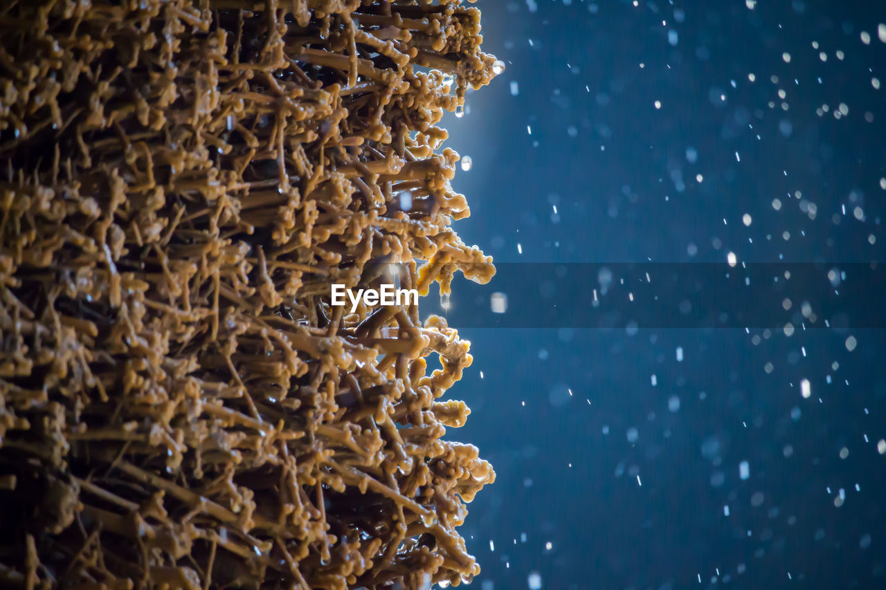 Detail of underwater coral