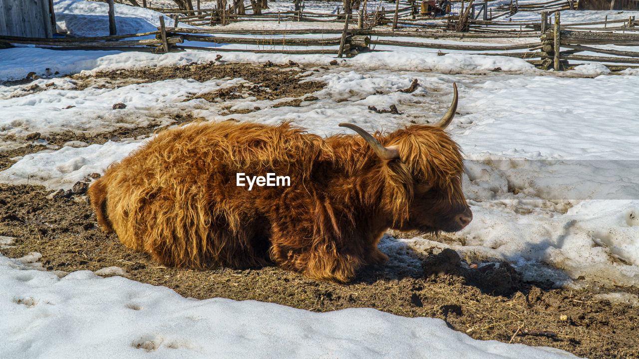 View of a cow on snow