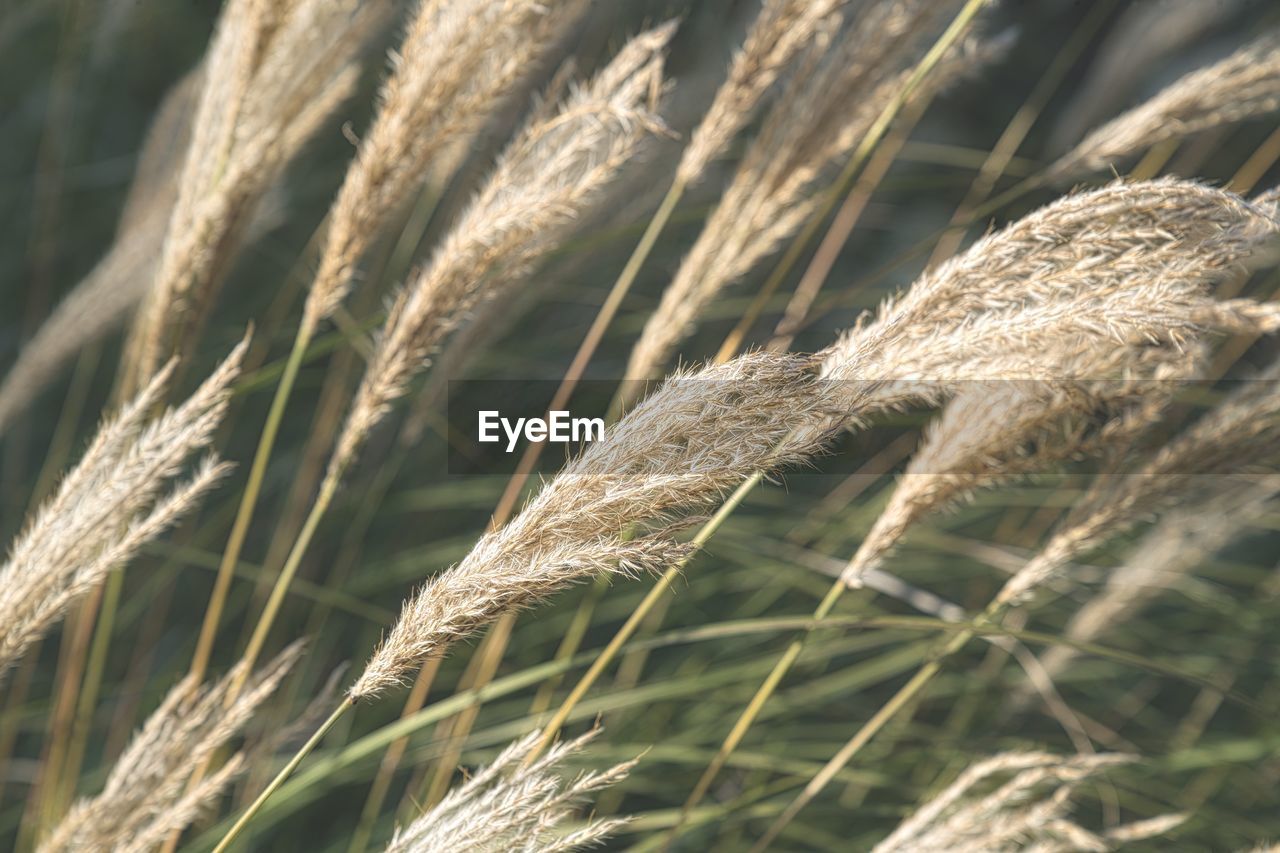 CLOSE-UP OF WHEAT GROWING IN FIELD