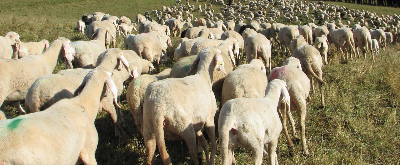 PANORAMIC VIEW OF SHEEP