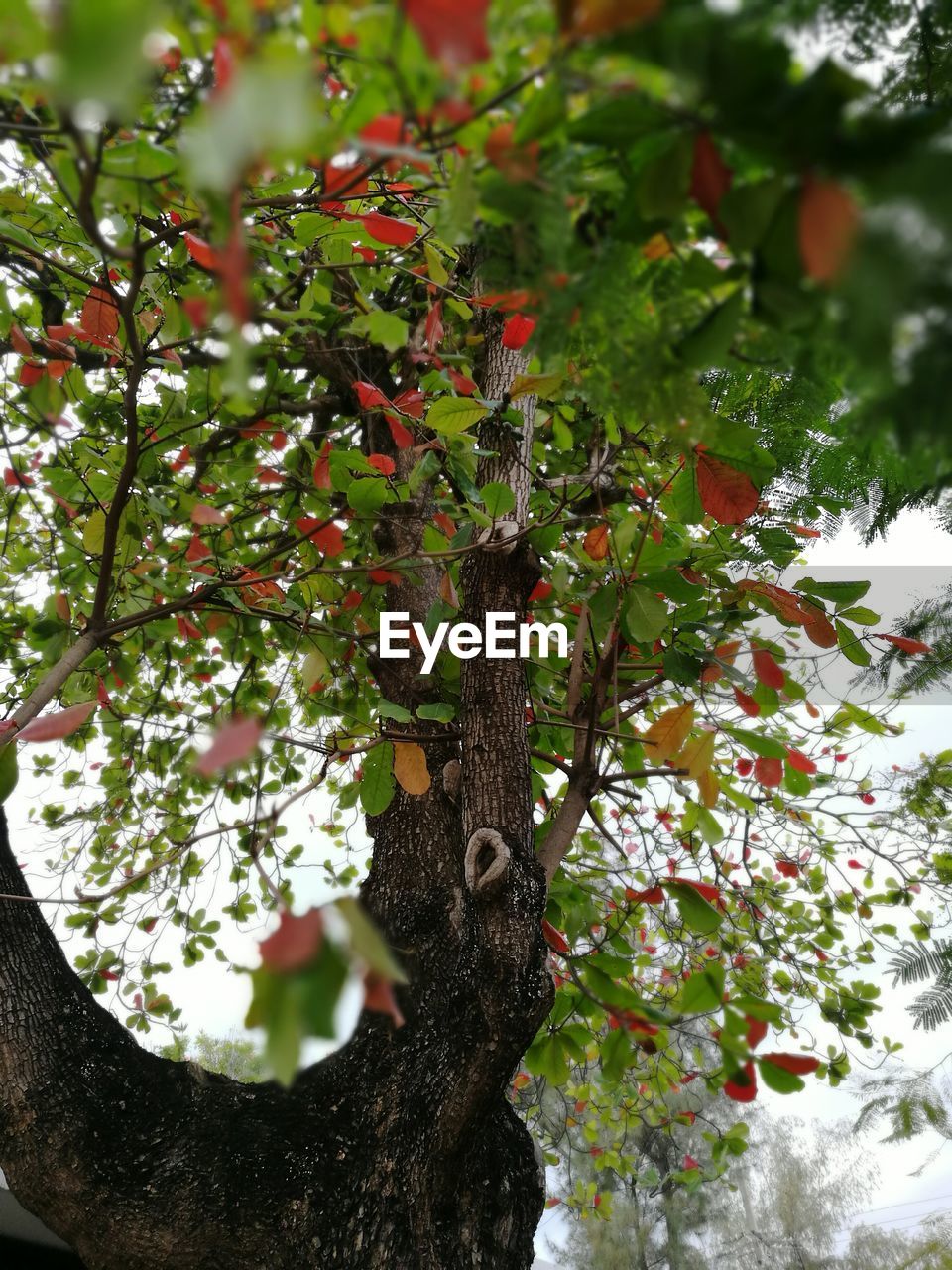 LOW ANGLE VIEW OF FRUIT TREE