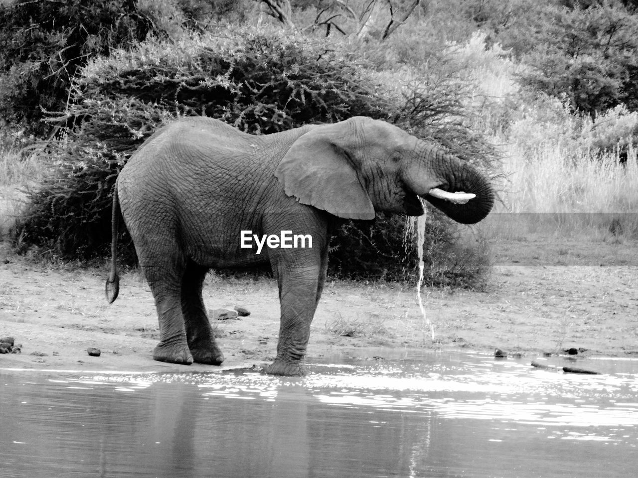 ELEPHANT DRINKING WATER IN LAKE