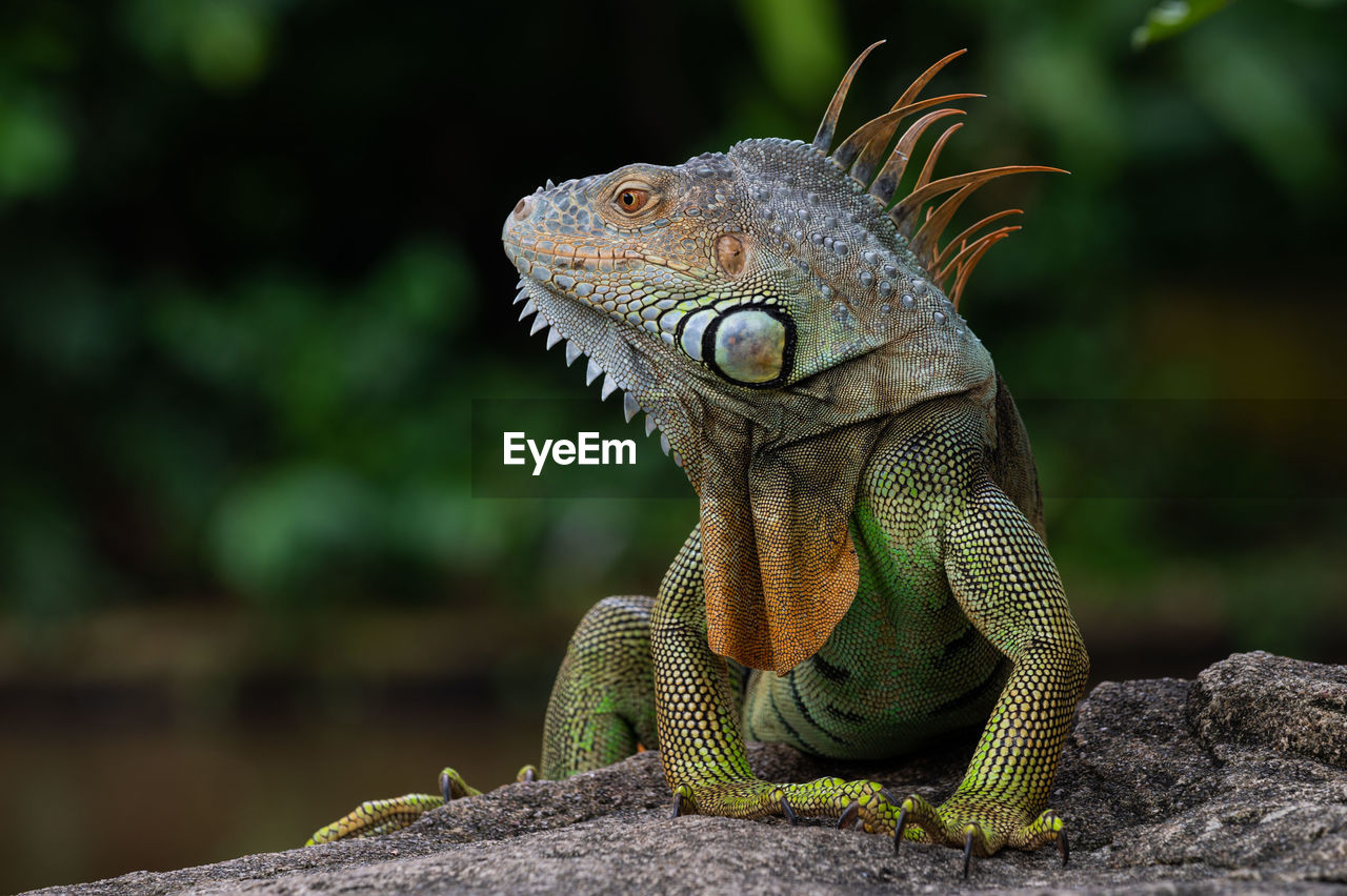 CLOSE-UP OF A LIZARD