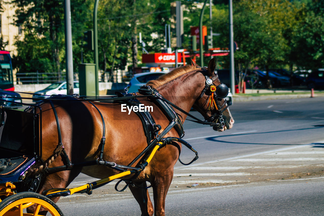 HORSE CART IN STREET