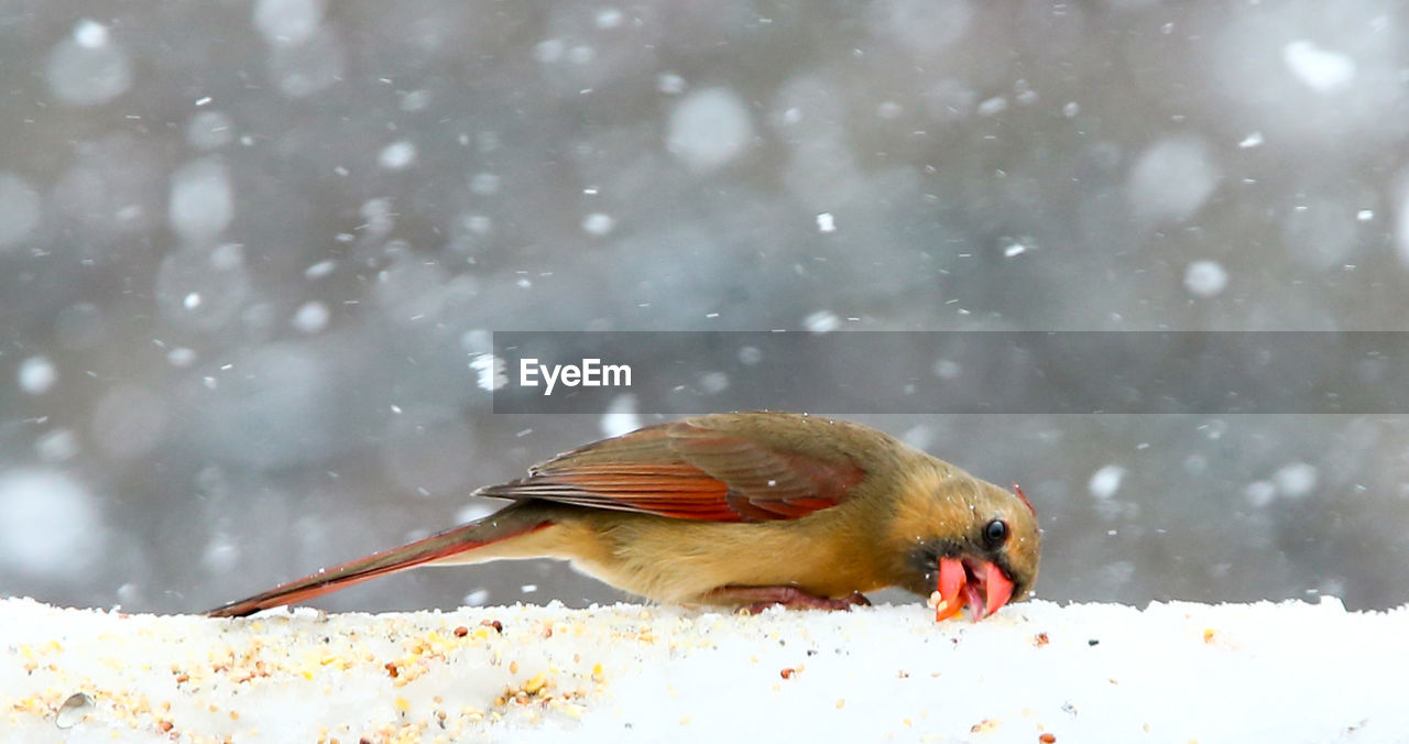 Close-up of bird perching on snow