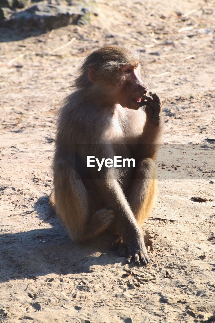 MONKEY SITTING ON SAND AT SHORE