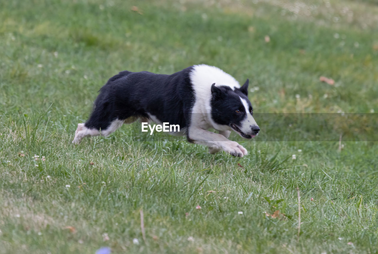 portrait of dog running on grassy field