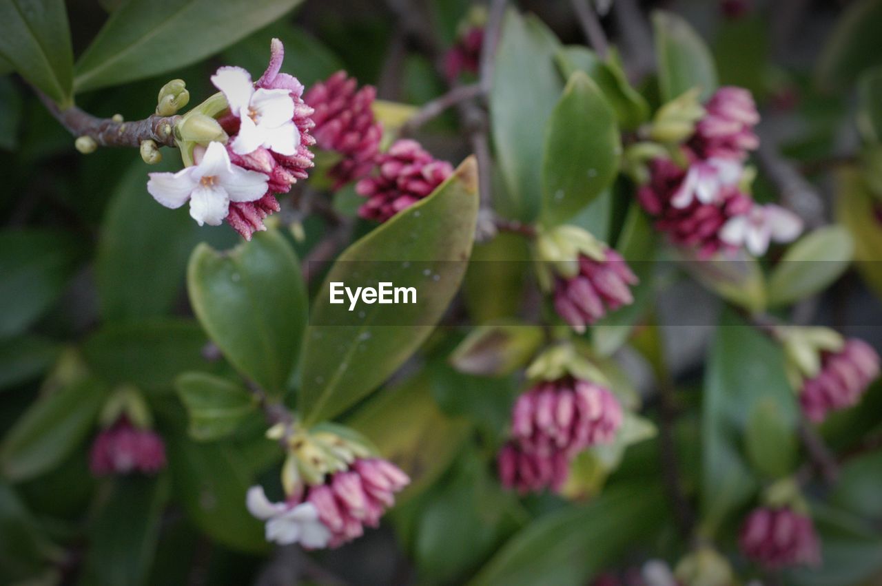 PINK FLOWERS BLOOMING OUTDOORS