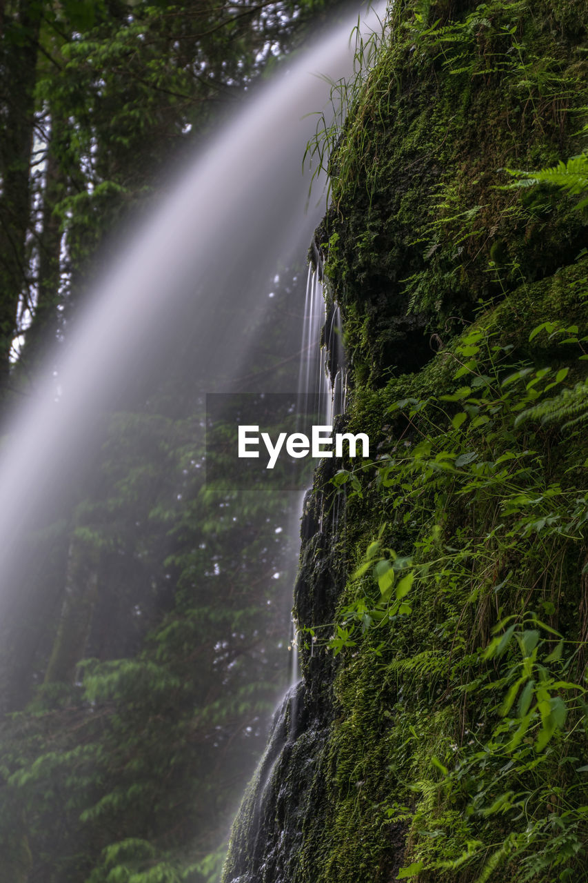 WATERFALL IN FOREST