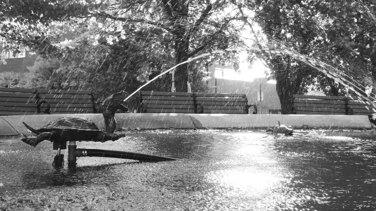 BUILT STRUCTURE IN PARK AGAINST TREES