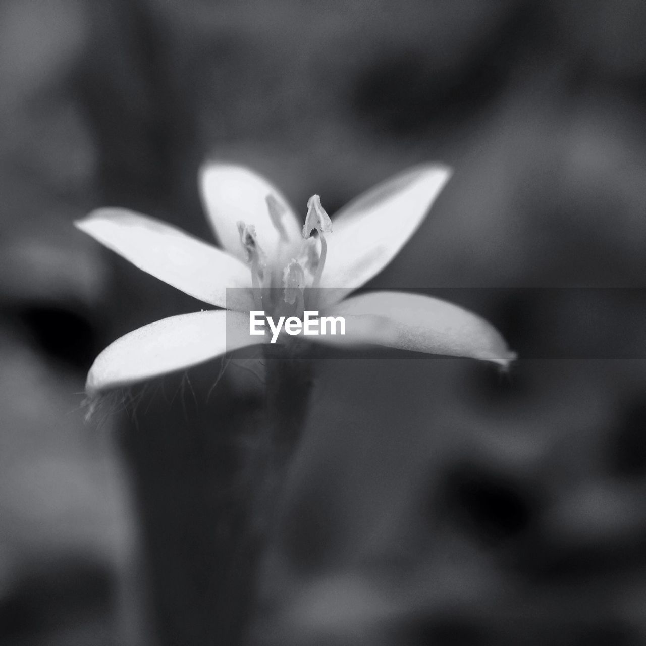 Close-up of flower blooming on field