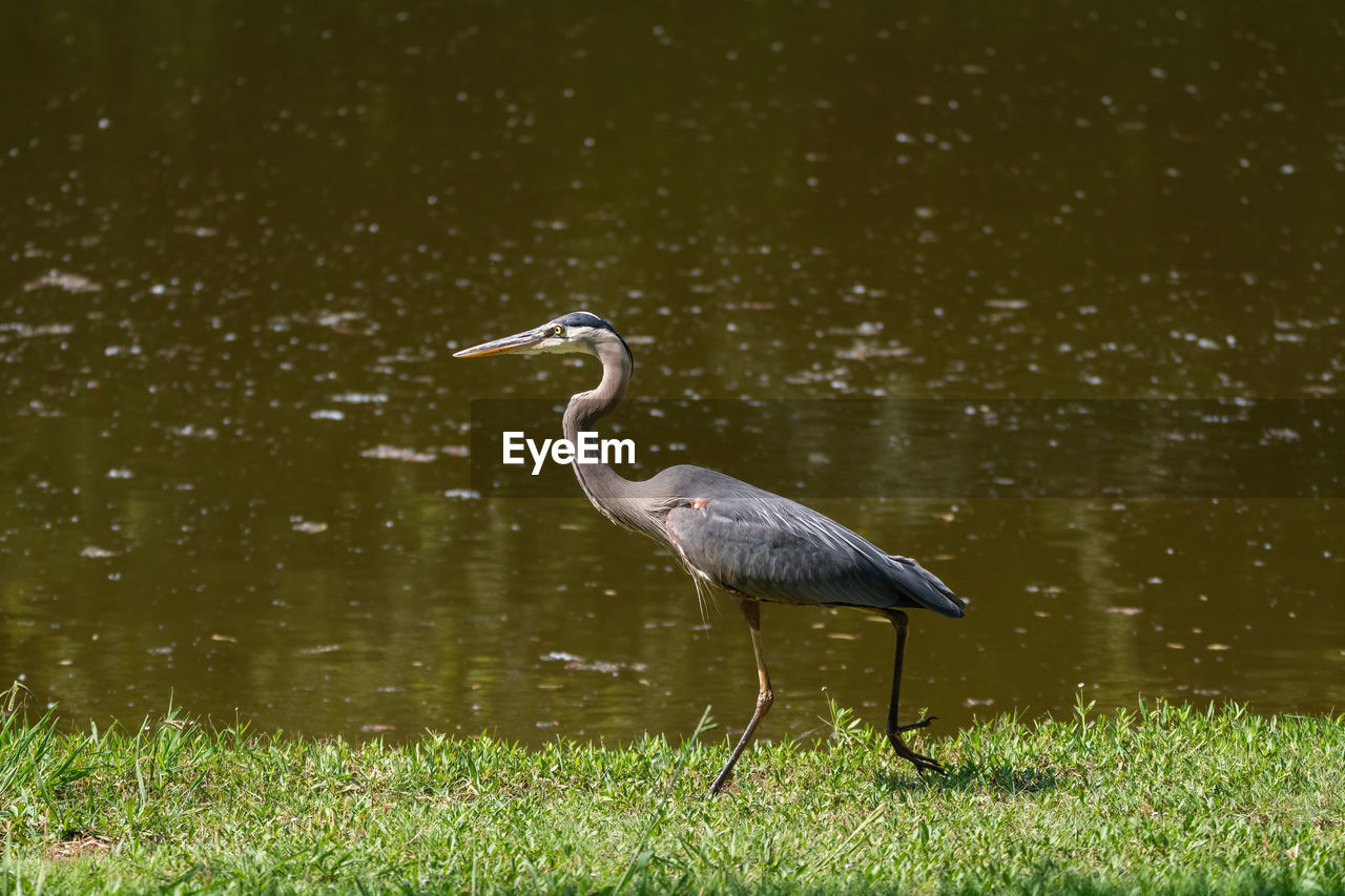 VIEW OF A BIRD ON WATER