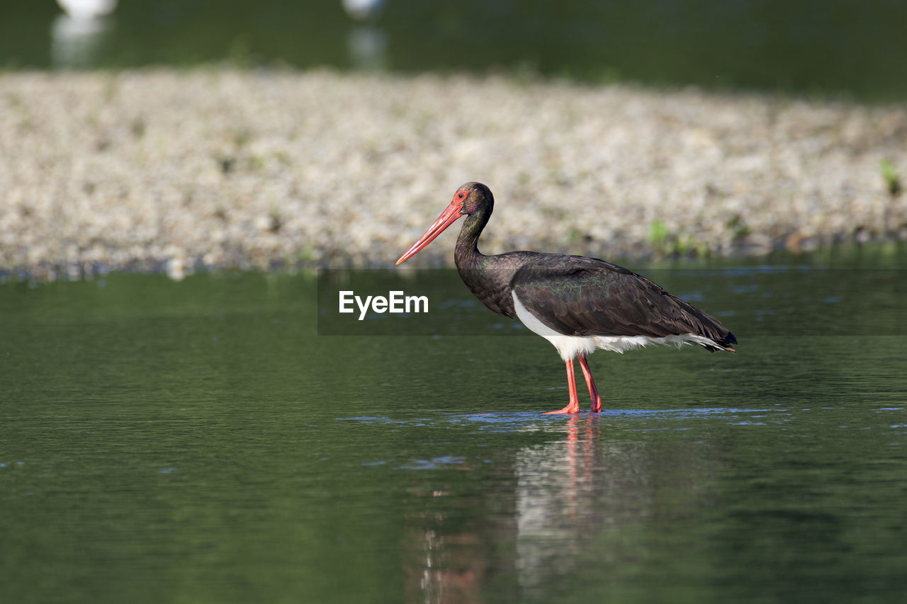 Black stork on the drava river, croatia