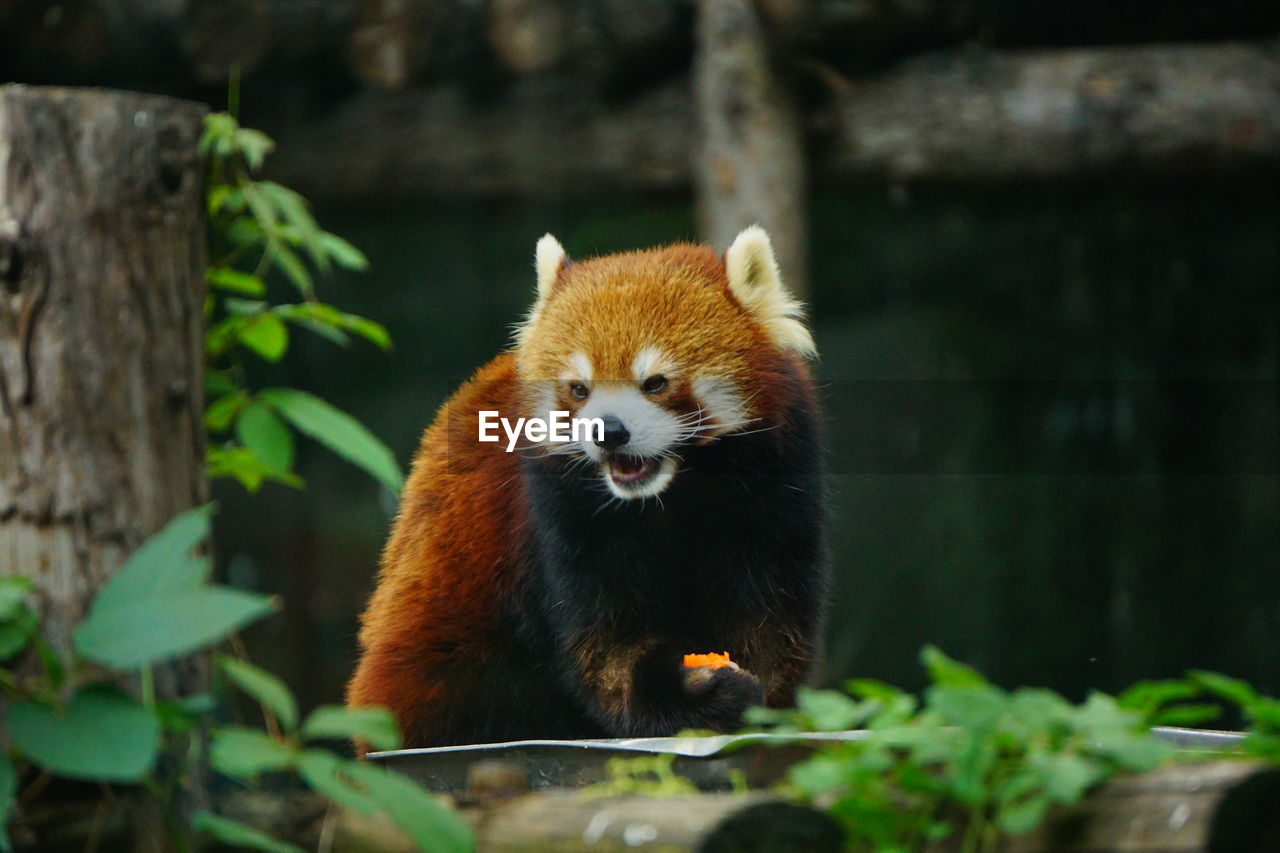 Red panda eating a carrot