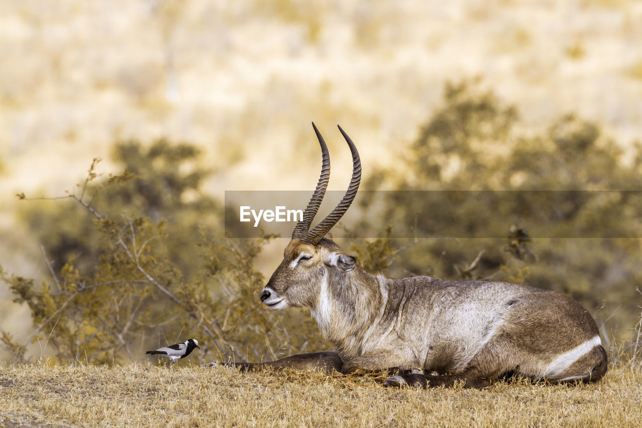 Waterbuck sitting by bird on land