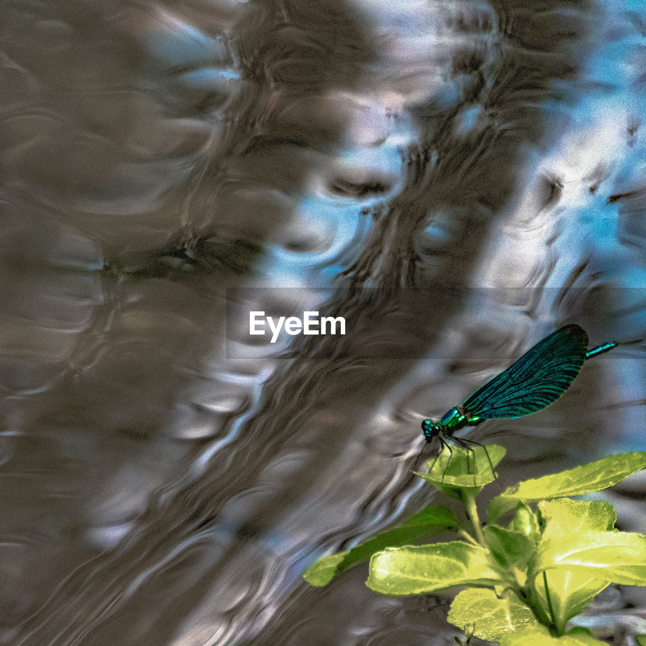 CLOSE-UP OF INSECT ON A PLANT