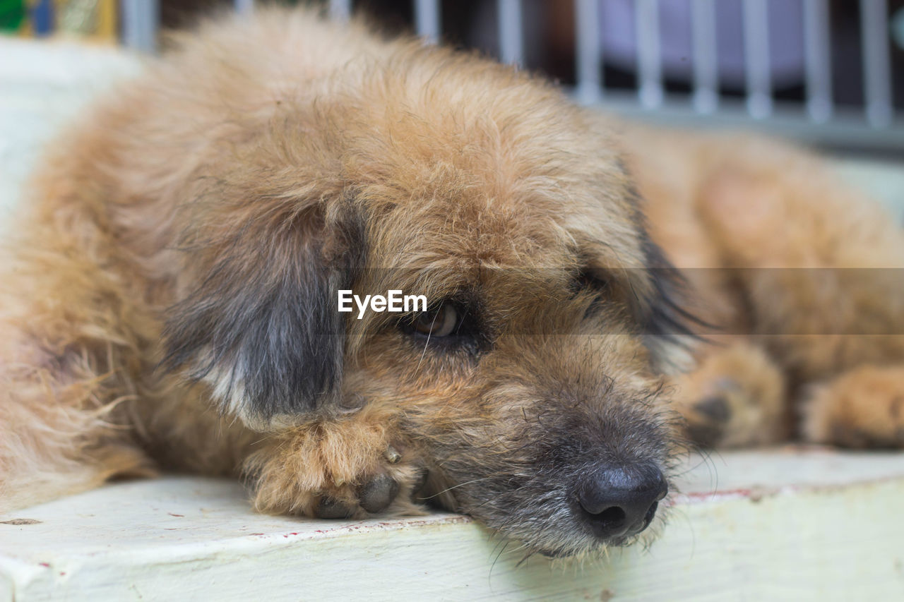 CLOSE-UP OF A DOG SLEEPING